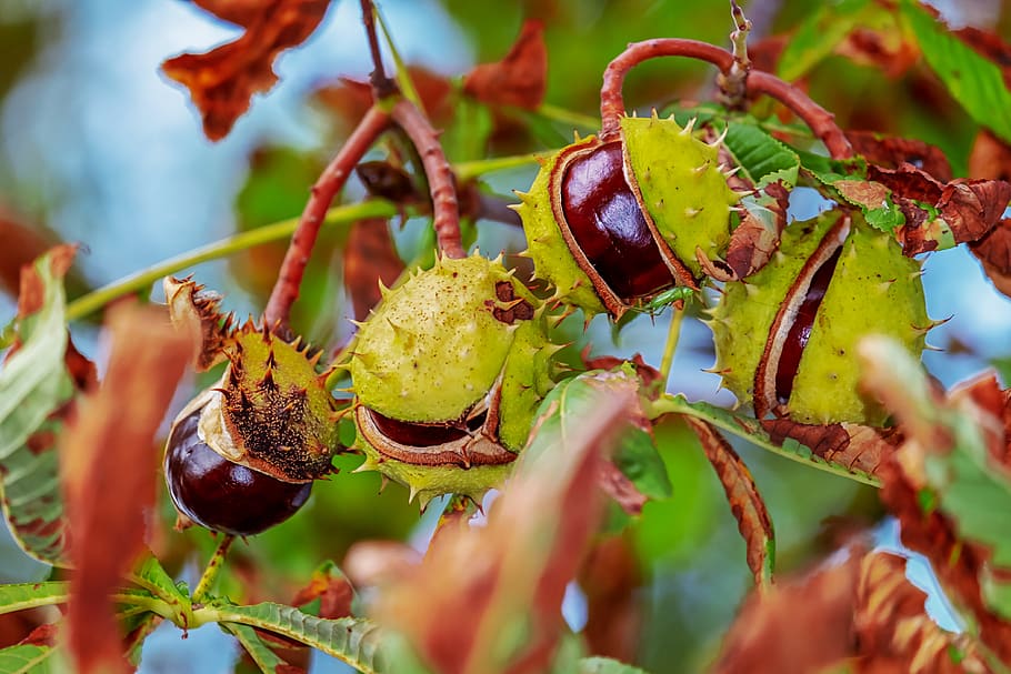 chestnut, autumn, chestnut fruit, shiny, buckeye, shell, spur, HD wallpaper