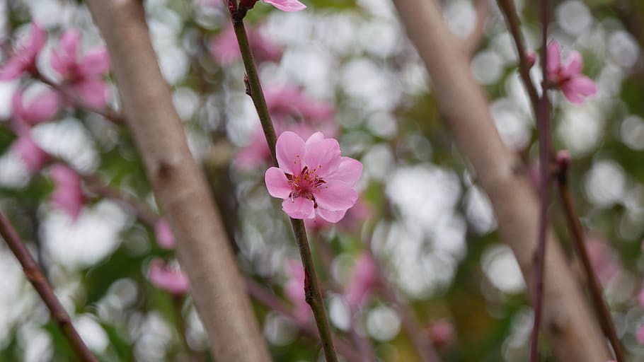 plant, flower, blossom, geranium, 維多利亞公園, 灣仔區, HD wallpaper