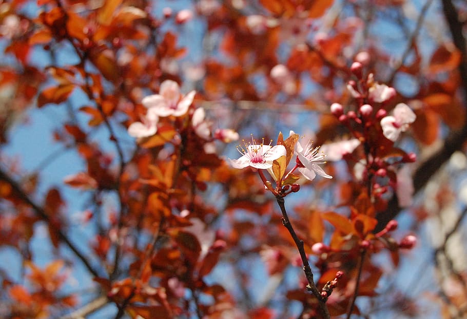 greece, blossom, cherry, trees, flower, spring, floral, pink flower HD wallpaper