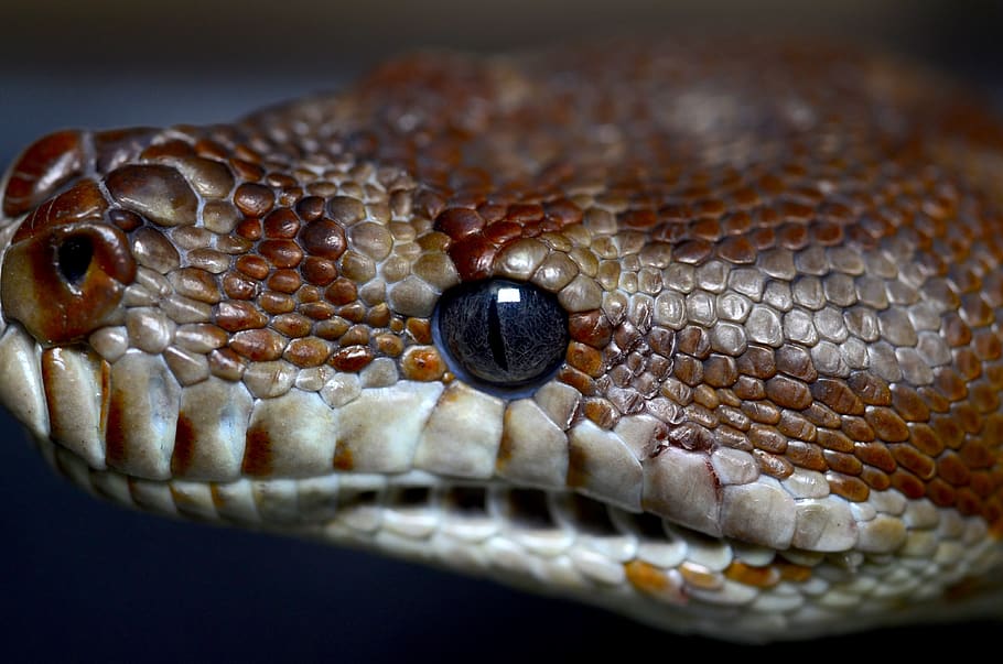 bredl's python, australia, animal, constrictor, reptile, exotic HD wallpaper
