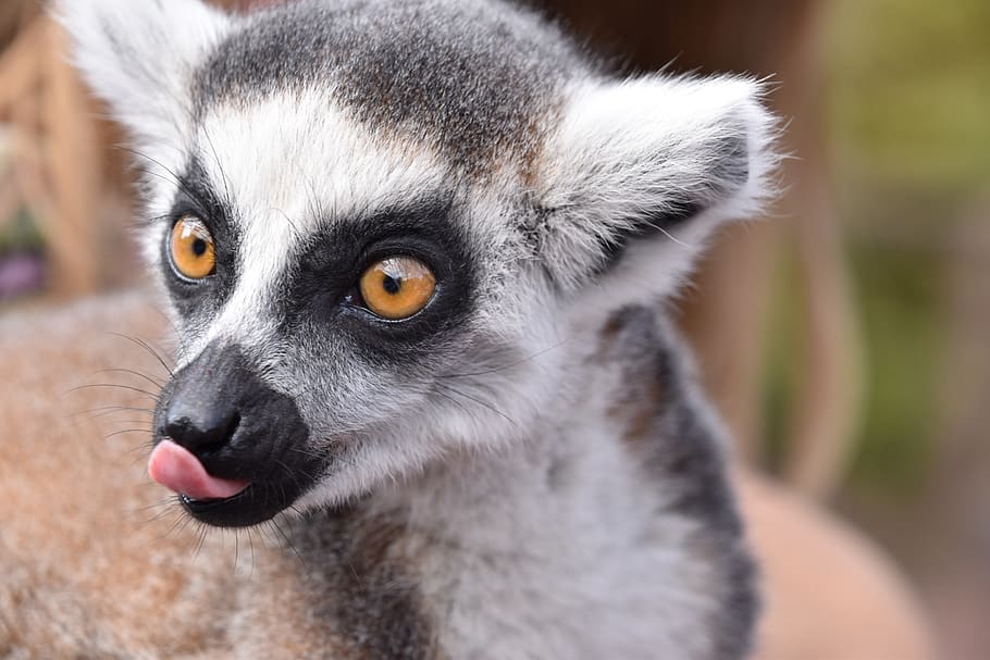 lemur, maki catta, language, eyes, madagascar, zoo, nature