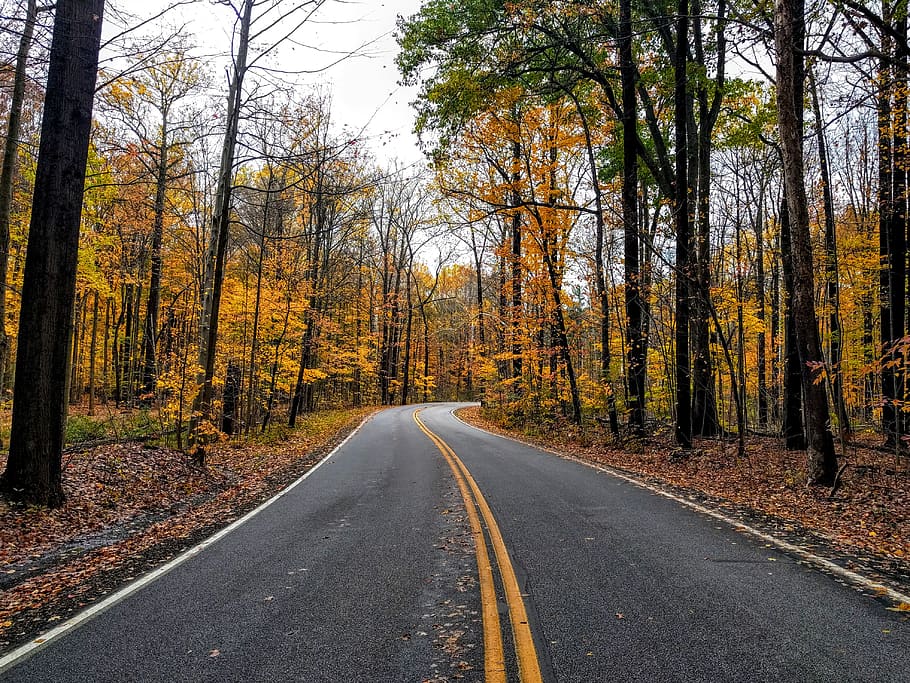road surrounded by trees, larch, plant, flora, conifer, united states HD wallpaper