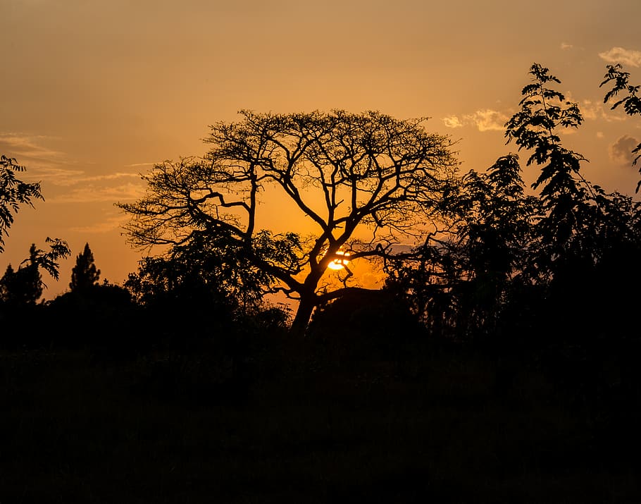 tree, sunset, sky, silhouette, plant, beauty in nature, scenics - nature HD wallpaper