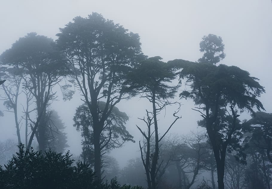 green-leafed trees, plant, beauty in nature, tranquility, fog HD wallpaper