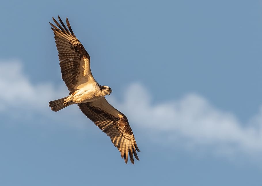 Selective Photography of Flying Black Falcon, bald, bald eagle HD wallpaper