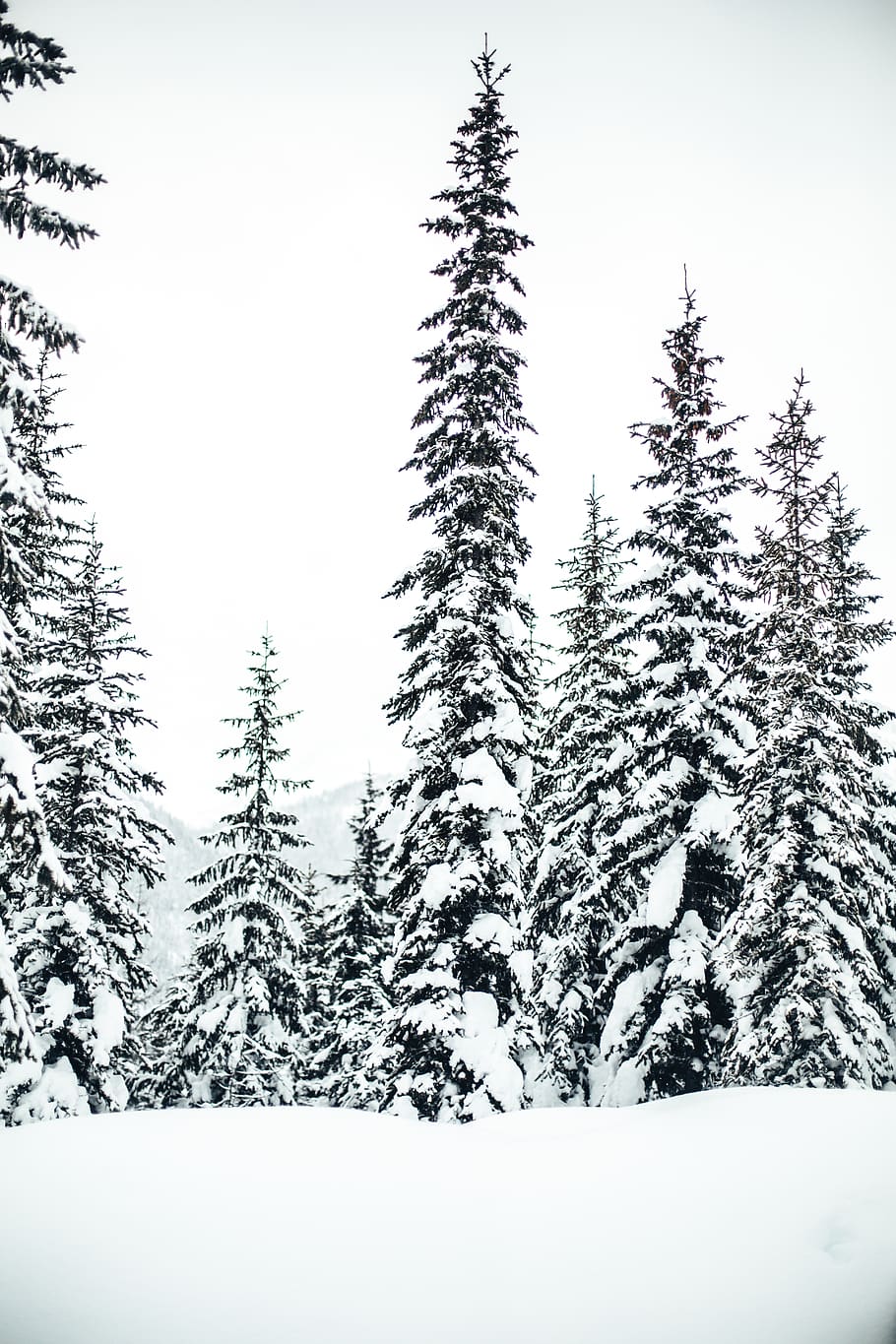 pine trees with snow, plant, abies, fir, conifer, spruce, christmas tree HD wallpaper