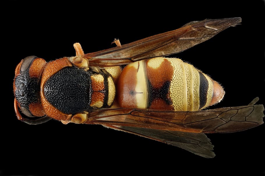 close, closeup, wasp, insect, fly, wild, nature, studio shot HD wallpaper