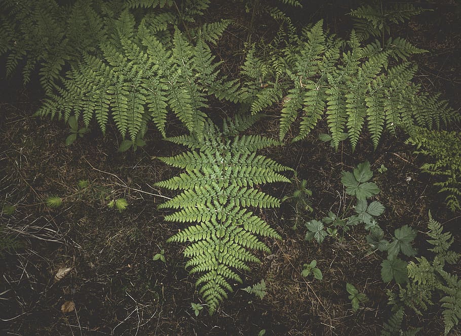 Green Leaves, fern, plant, growth, green color, plant part, leaf HD wallpaper