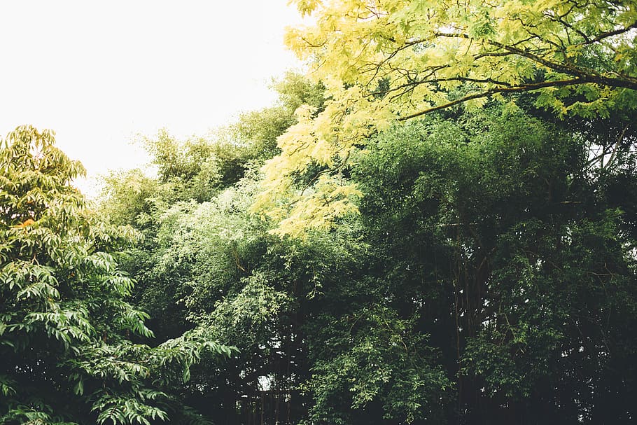 botany, tree, garden, plant, growth, beauty in nature, green color HD wallpaper