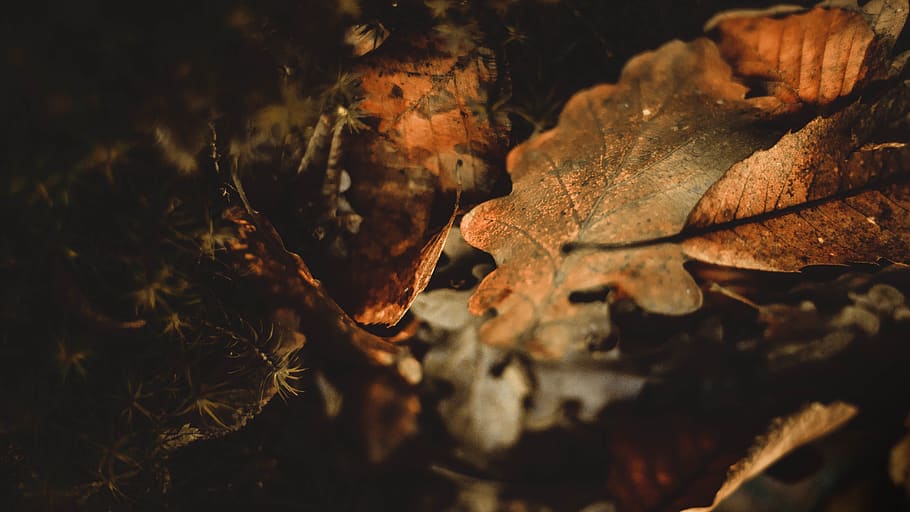 stack of oak leaves, leaf, plant, nature, tree, produce, food HD wallpaper