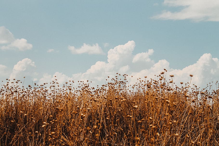 sky, cloud, plant, cloud - sky, field, agriculture, growth HD wallpaper
