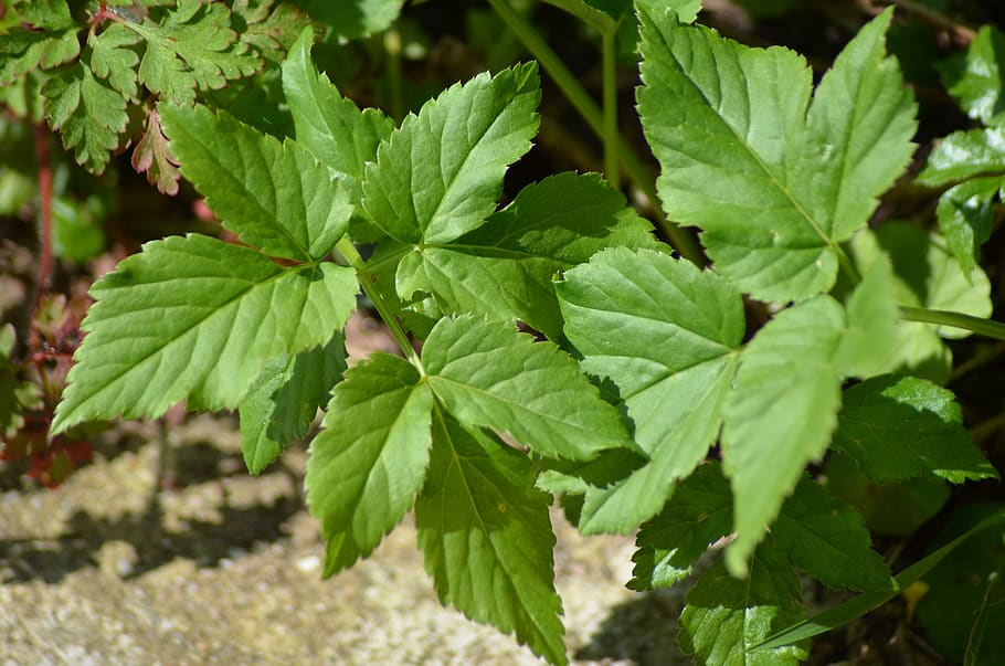 leaf, nature, green, plants, plant part, green color, growth HD wallpaper