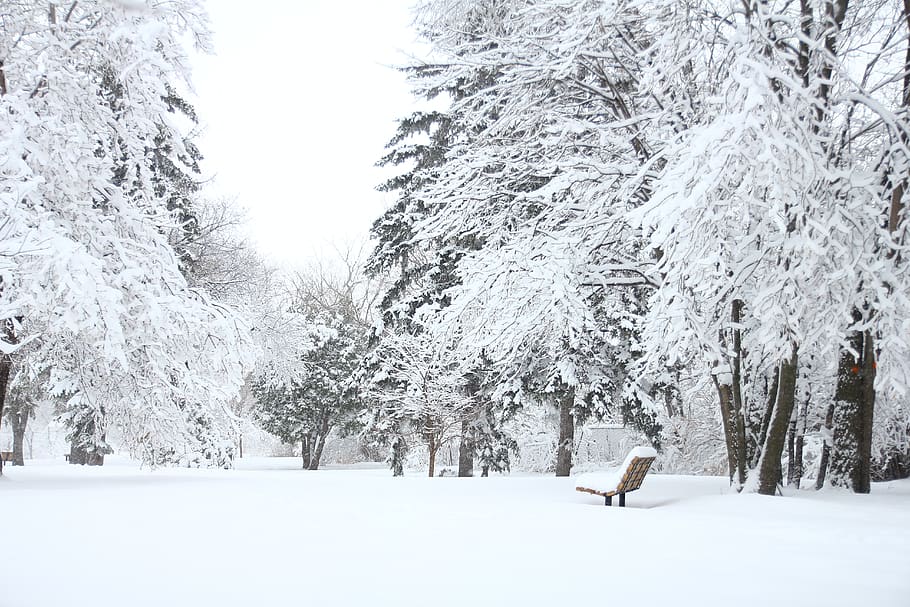 Photography Of Fir Trees Covered in SNow, bench, branches, cold HD wallpaper