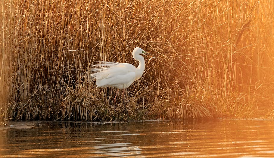 egret, heron, fish, prey, hunting, riedsee, spring lake, nature HD wallpaper