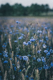 field blue flowers wallpaper