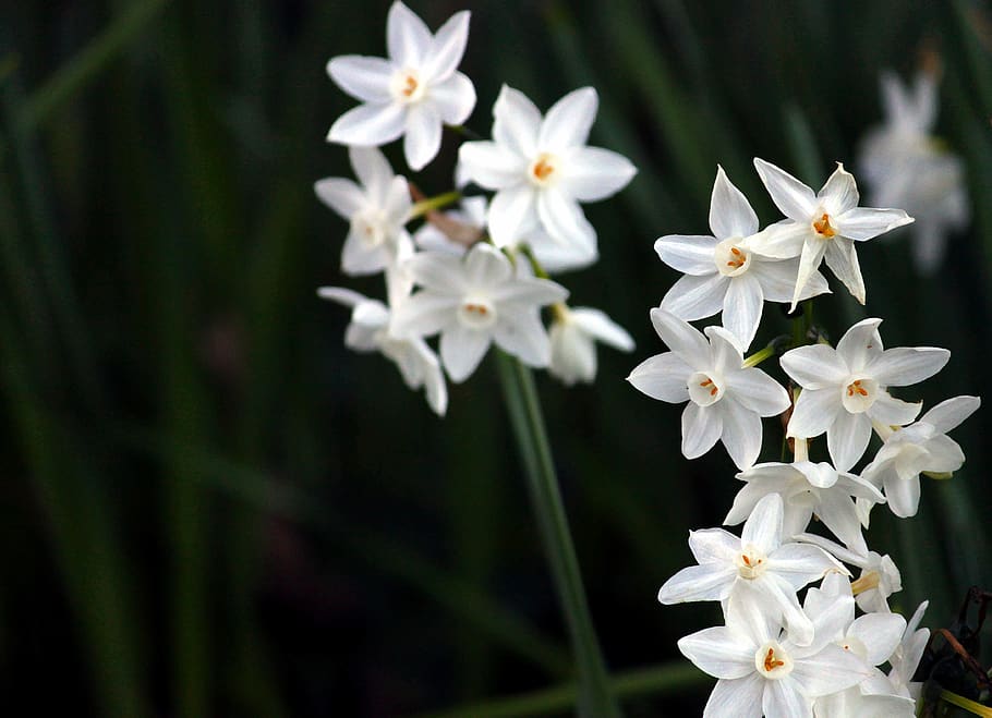 daffodils, white, flowers, spring, blossoms, nature, romantic HD wallpaper