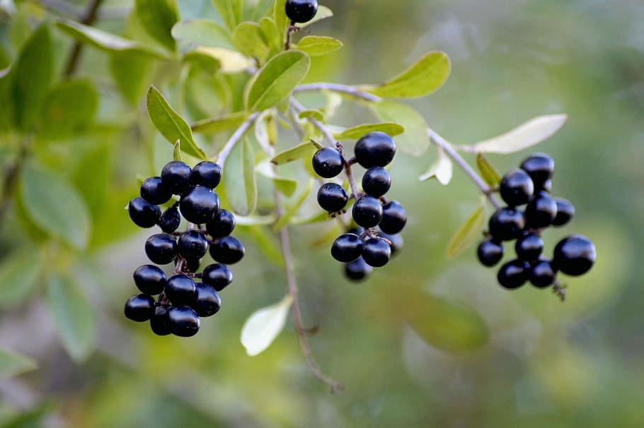 berries, fruit, tree, plant, nature, leaf, branch, three, forest HD wallpaper