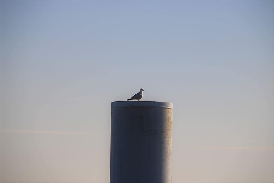 bird, animal, sky, eagle, seagull, vulture, coast, sea gull HD wallpaper