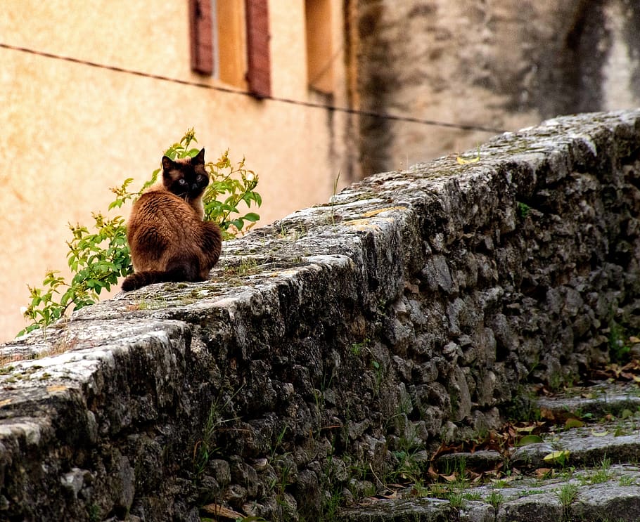 cat, kitty, feline, tomcat, alley cat, cobbled wall, cobbled steps HD wallpaper