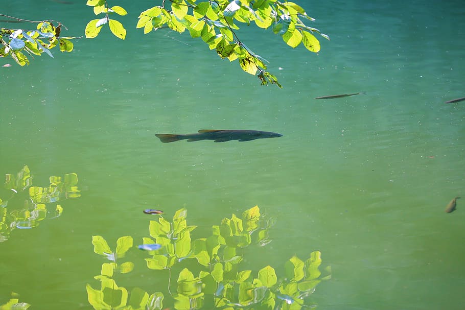 reflection, fish, lake, water, nature, animal, leaves, tree HD wallpaper