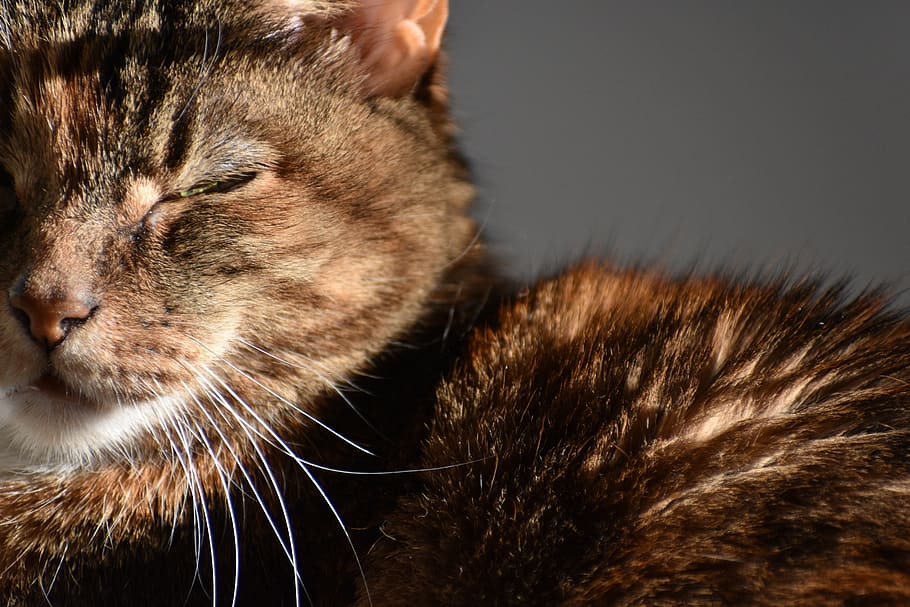 cat, sleeping, cat eye, mammal, animal themes, feline, one animal HD wallpaper