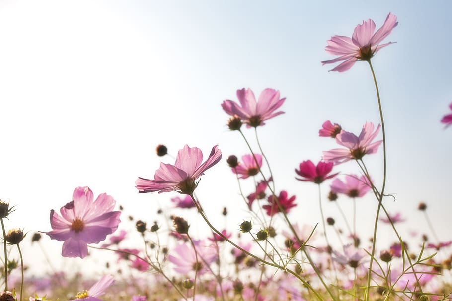 Pink Flower Field, background, bloom, blooming, blossoms, bright HD wallpaper