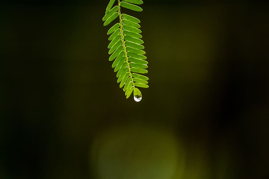 water, drops, rain, waterdrops, green, green color, growth HD wallpaper