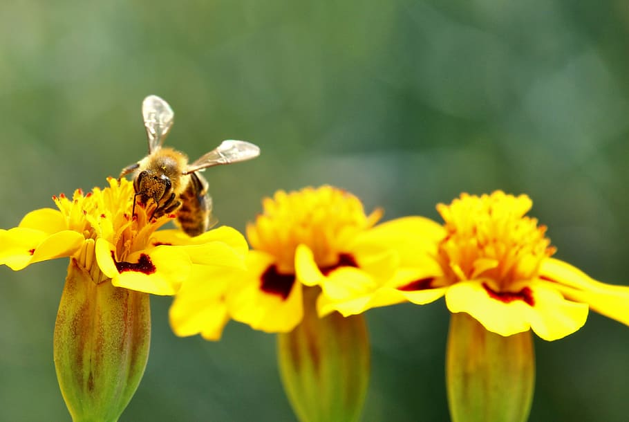 bee, marigold, pollination, nature conservation, insect, pollen HD wallpaper