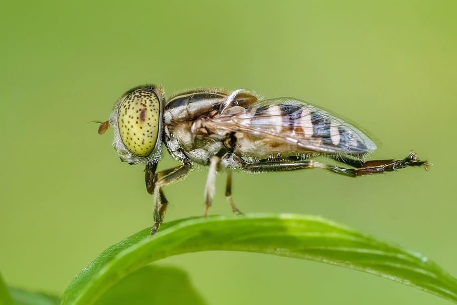 takeoff, insect, fly, nature, wild, animal, animal themes, invertebrate HD wallpaper
