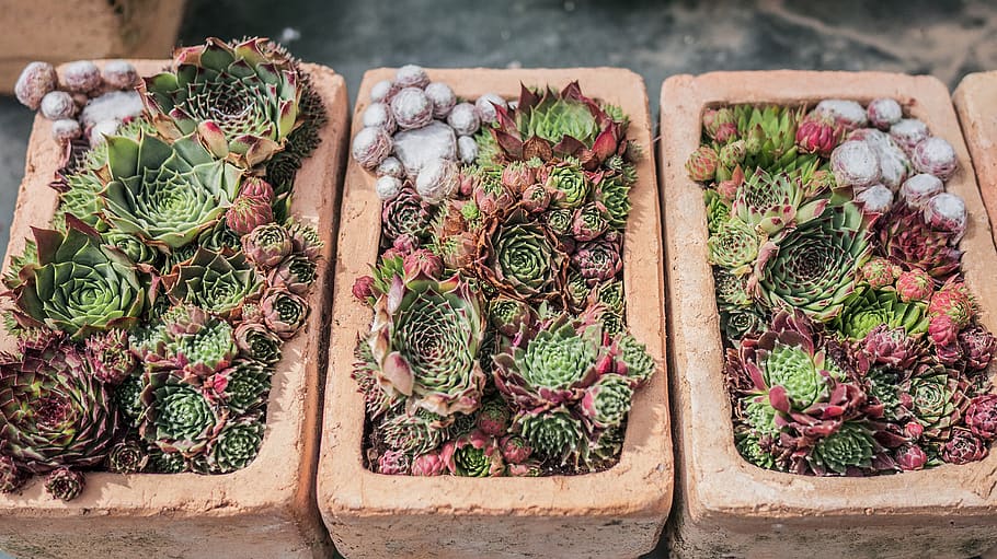 potted succulent plants, food, food and drink, freshness, vegetable HD wallpaper