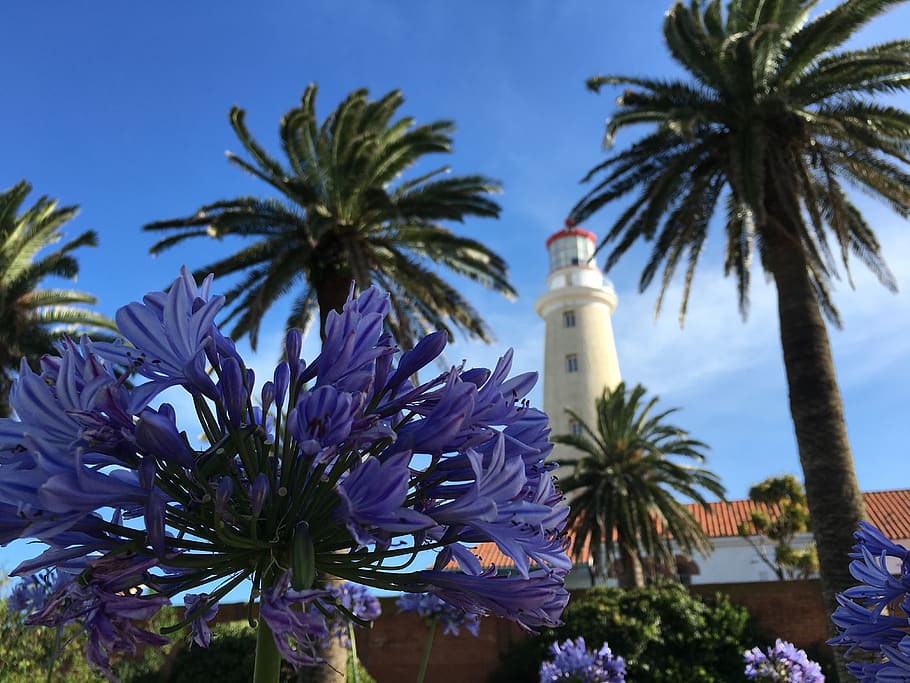 uruguay, punta del este, el faro, lighthouse, palm tree, plant, HD wallpaper