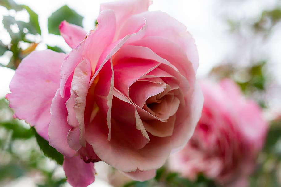 flower, pink, rose, flowering plant, pink color, beauty in nature HD wallpaper