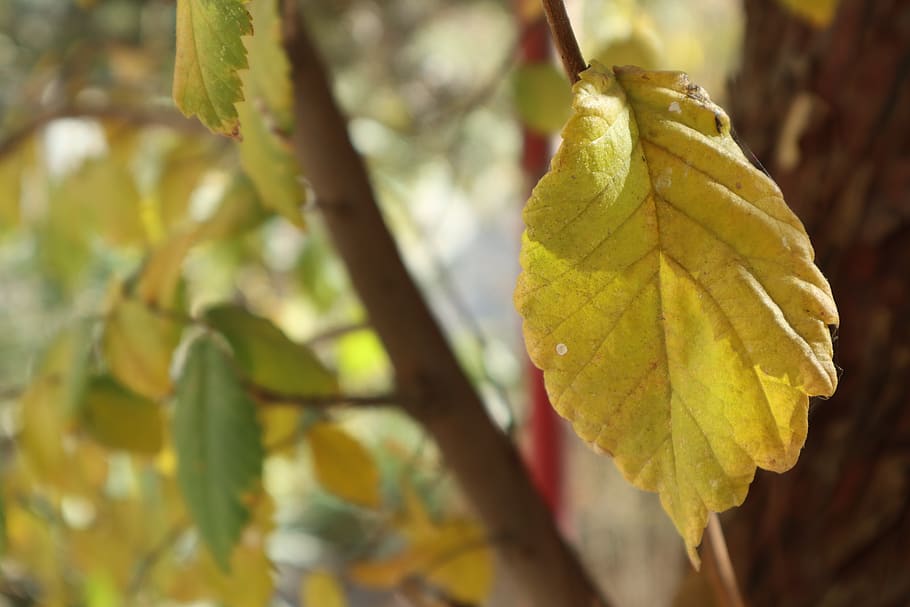 iran, tehran province, leaf, plant part, close-up, autumn, focus on foreground HD wallpaper