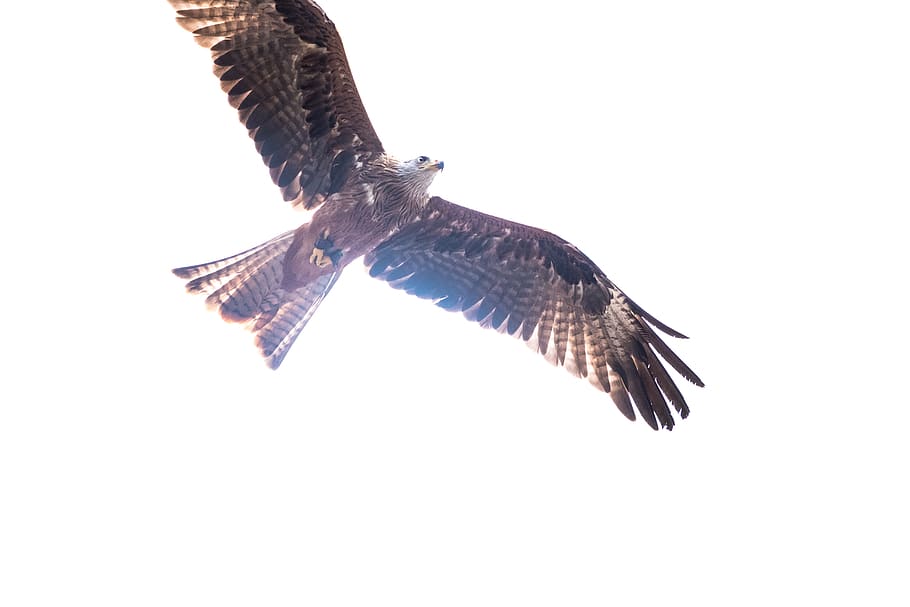 brown and black eagle, bird, animal, kite bird, accipiter, buzzard HD wallpaper