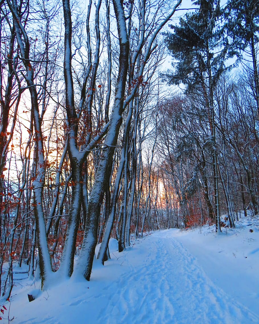 forest, forest path, trees, snow, winter, cold, evening, twilight, HD wallpaper