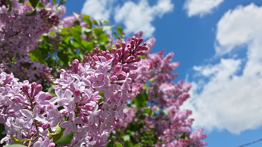 lilac, flowers, spring, sky, flowering plant, beauty in nature HD wallpaper