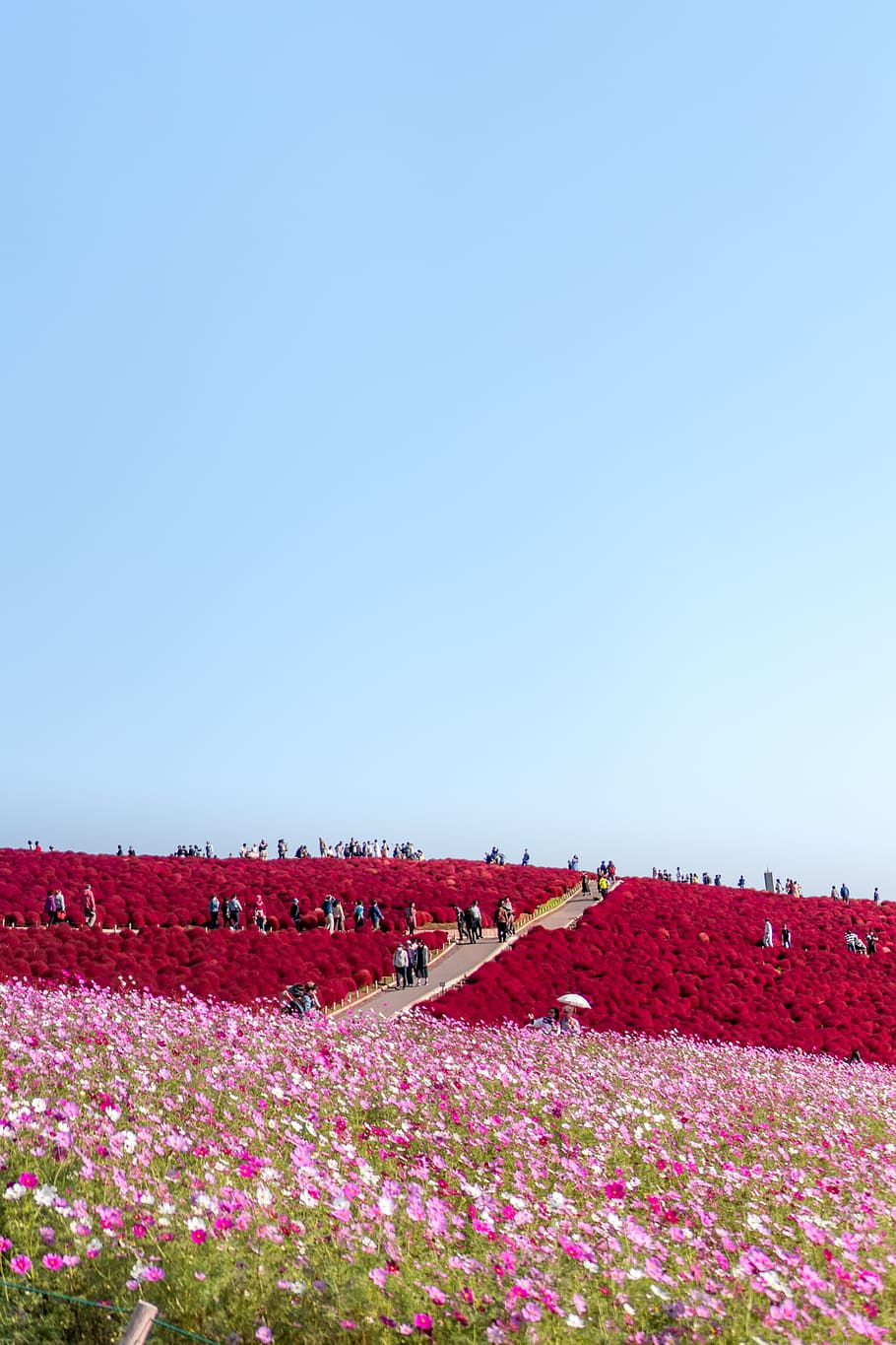 people on flower field, cosmos, hitachinaka, japan, plant, flora, HD wallpaper