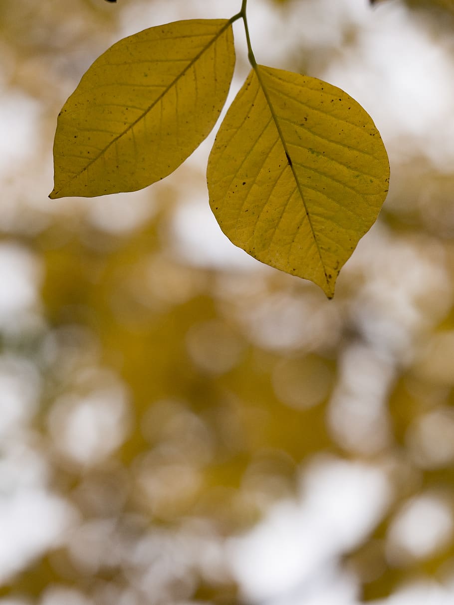 green-leafed photography, foliage, tree, nature, autumn, fall HD wallpaper