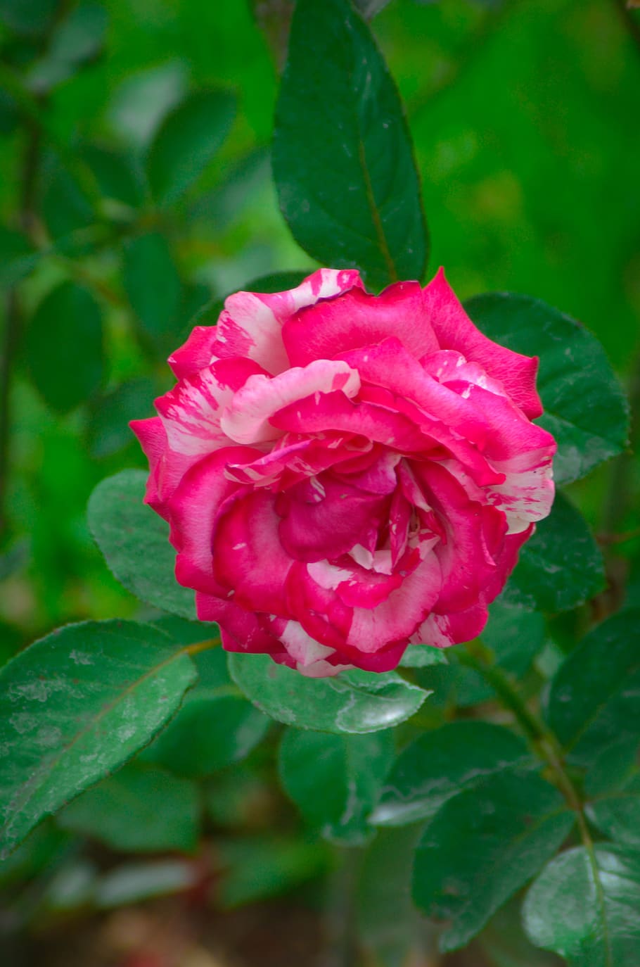 flower, nature, plant, spring, summer, rosa, garden, flowers HD wallpaper