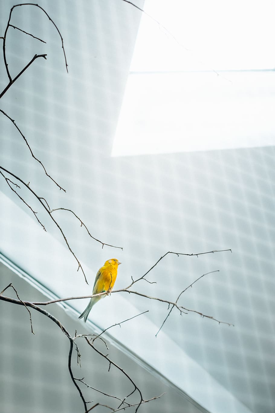 bird, birdcage, yellow, animals in the wild, one animal, animal wildlife HD wallpaper