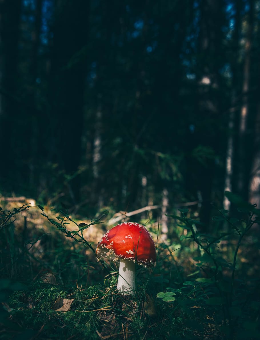 green, grass, leaves, plants, trees, forest, nature, mushroom HD wallpaper