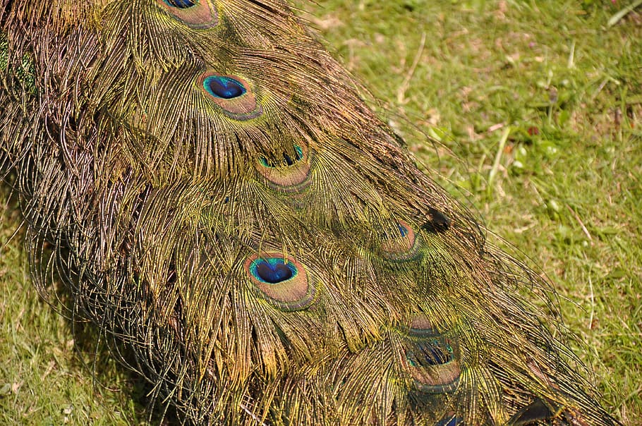 peacock, pen, tail, bird, plumage, peacock feather, animal themes HD wallpaper