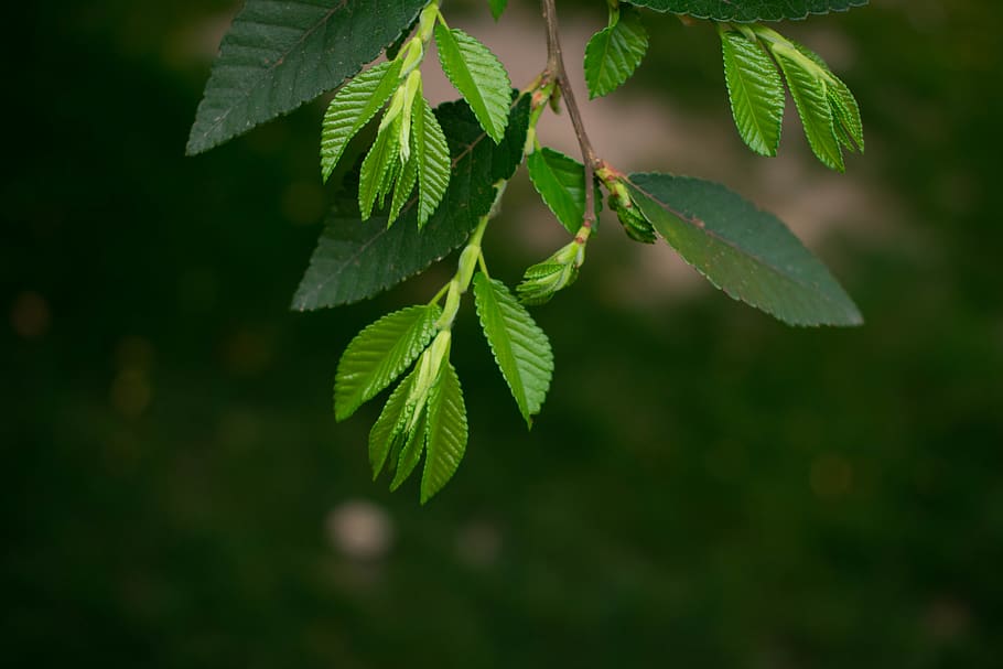 leaf, leaves, tree, branch, tree branch, sapling, growth, growing HD wallpaper
