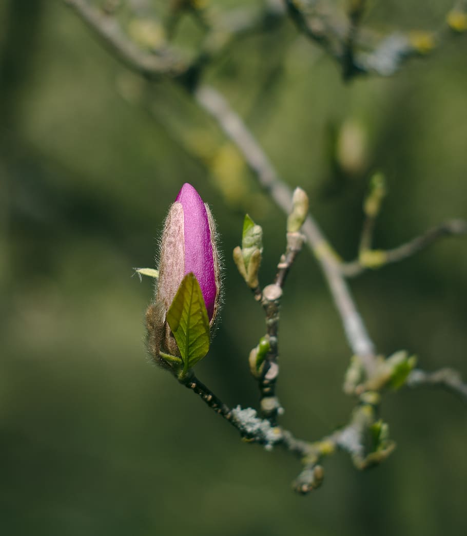 blossom, magnolia, tree, spring, summer, bud, purple, macro HD wallpaper