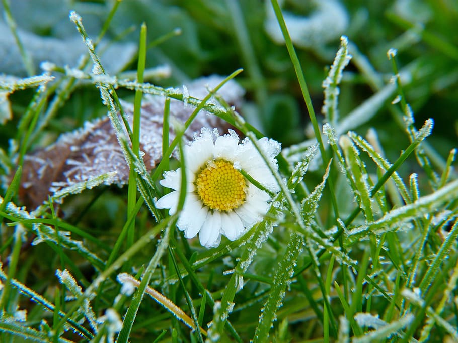 daisy, grass, flowers, meadow, daisies, green, the beasts of the field HD wallpaper