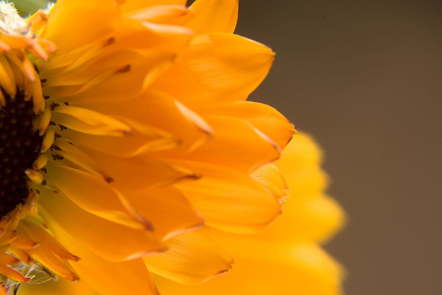 con2011, flower, flowering plant, vulnerability, fragility HD wallpaper