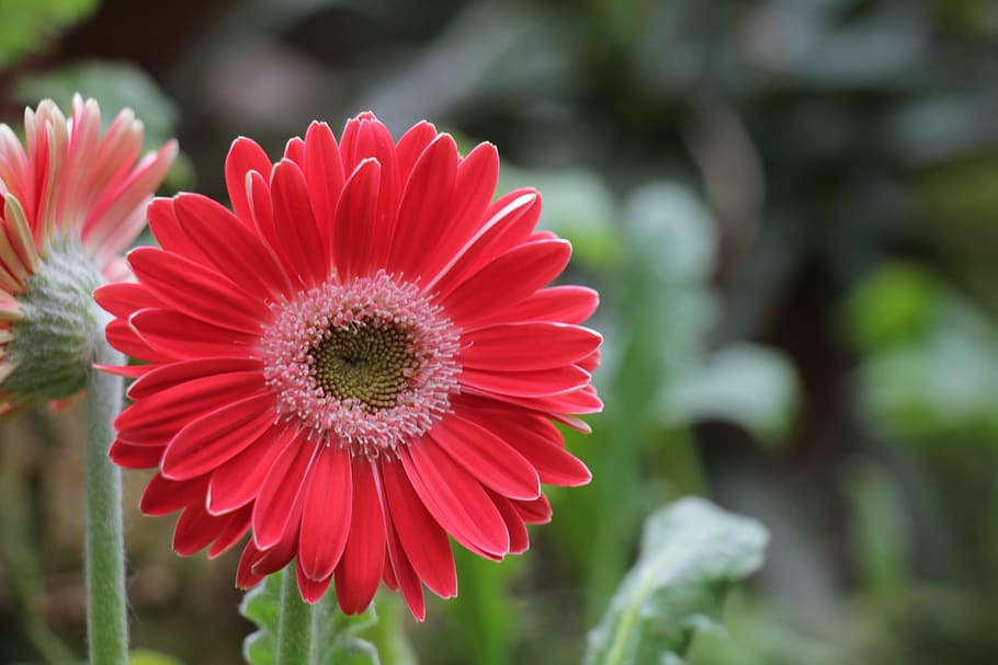 flower, red, bloom, flowers, field, garden, nature, flora, petals HD wallpaper