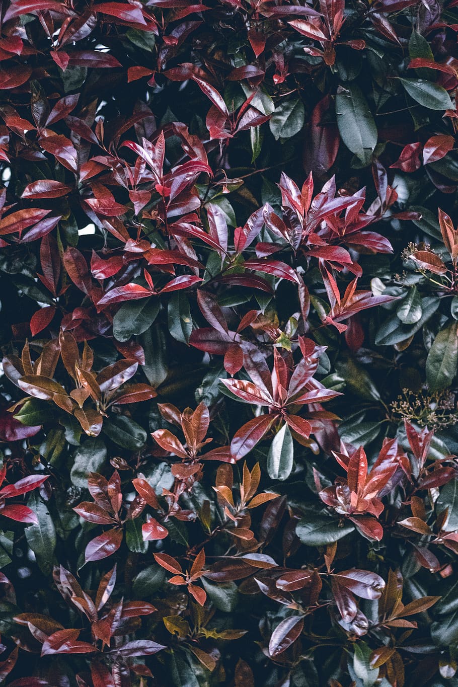 plant, bush, vegetation, leaf, art, tree, nature, texture, leaves HD wallpaper