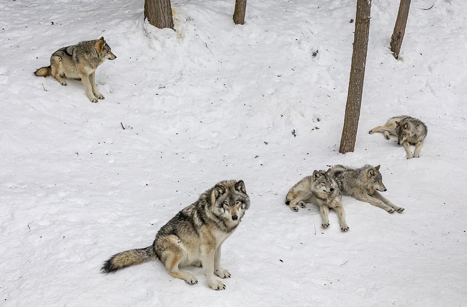 four wolves on snow, mammal, animal, animal themes, group of animals HD wallpaper