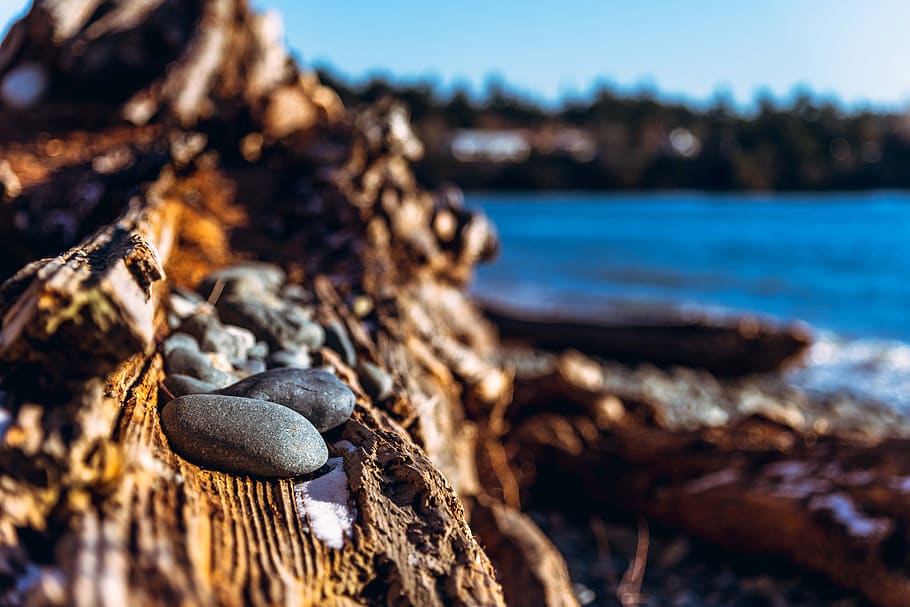 rocks, ocean, landscape, trunk, sunny, winter, coastline, close-up HD wallpaper